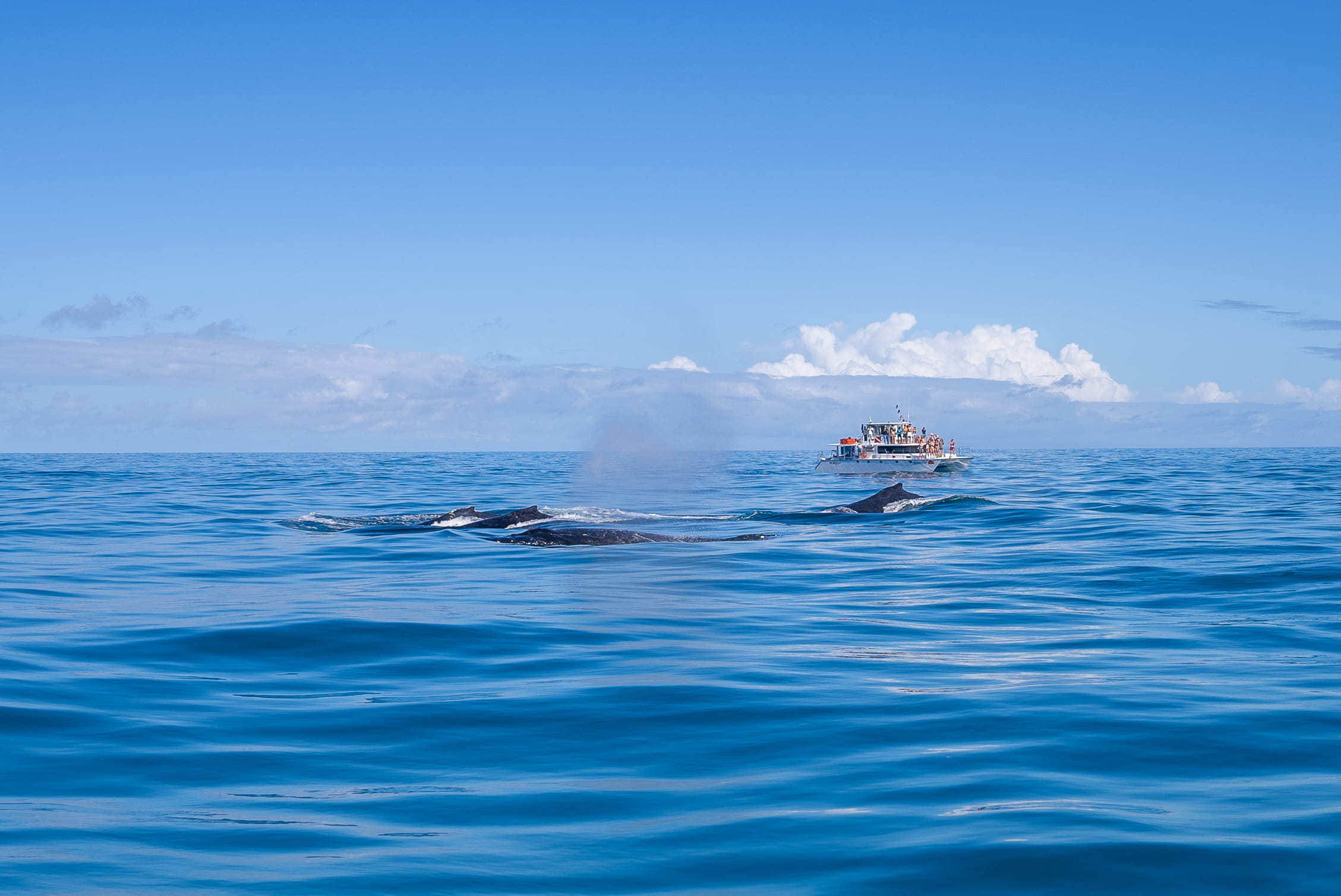 copy-of-230610_global-journeys_abrolhos_72